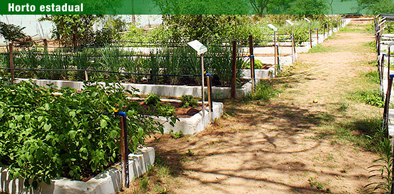 Aumenta número de plantas medicinais do horto estadual - Hospital Geral ...